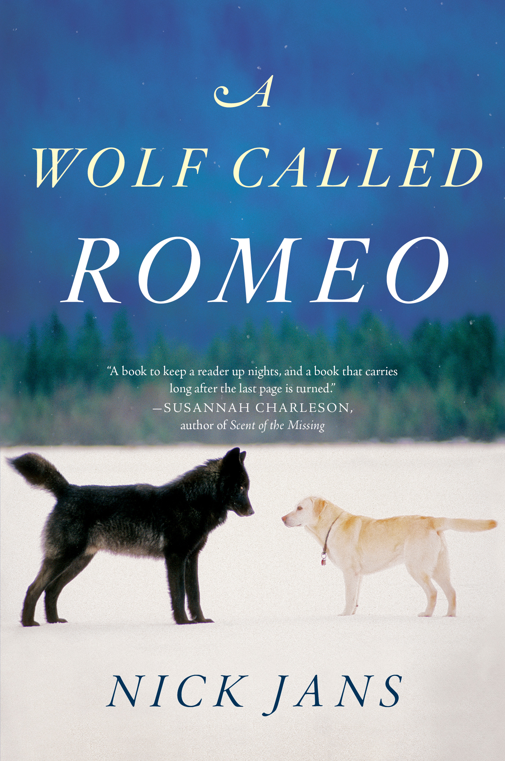 A wolf called Romeo